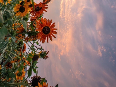 粉象生活分现金页面