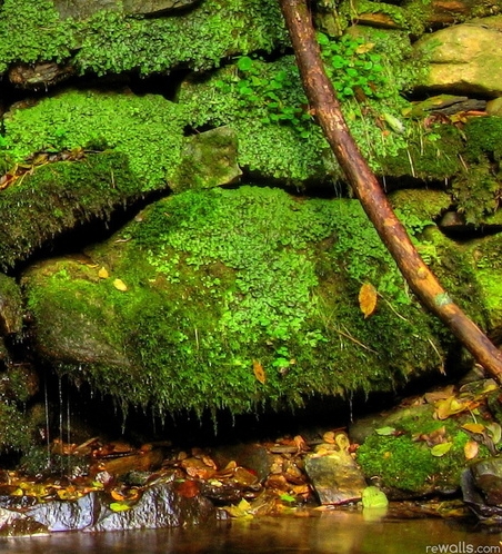 粉象生活邀请码