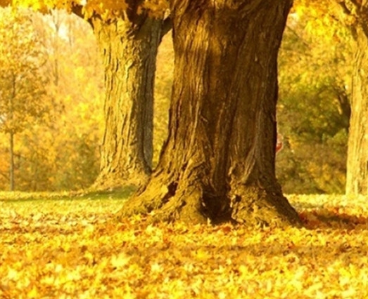 鲸鱼的特点和生活特征