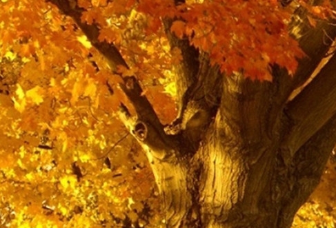 粉象生活怎么赚钱