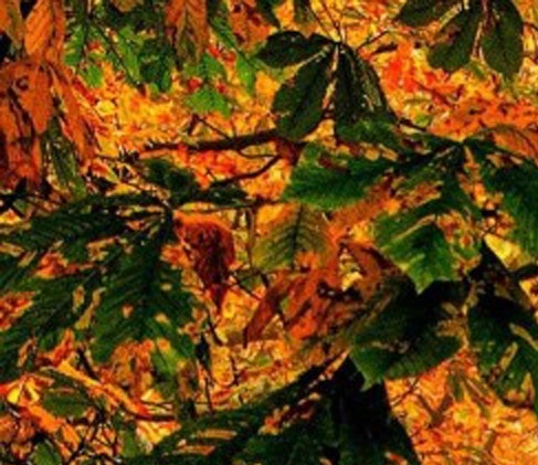 粉象生活怎么邀请好友开店