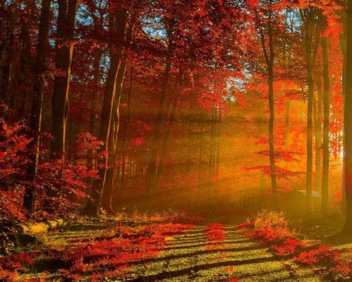 粉象生活工作室