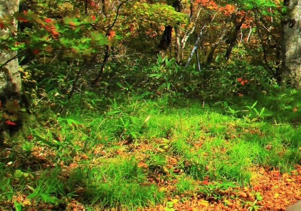 粉象生活自动分销是真的吗