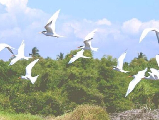 粉象生活粉丝怎么增加