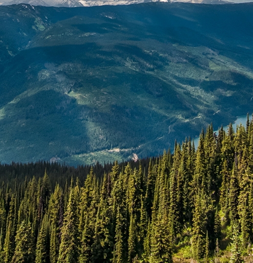 正规粉象生活app