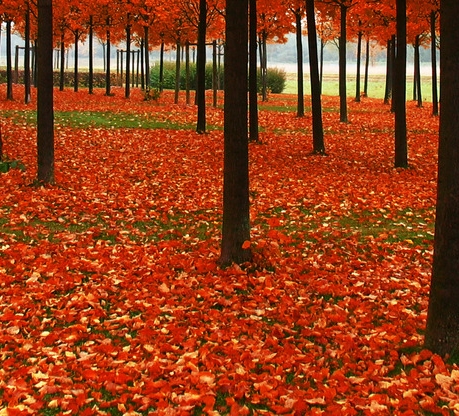 粉象生活VIP总结