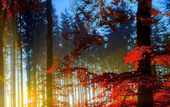 粉象生活后台登录