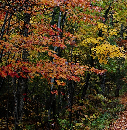 粉象生活邀请码