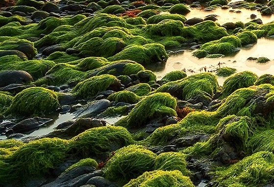 粉象生活开店怎么设置
