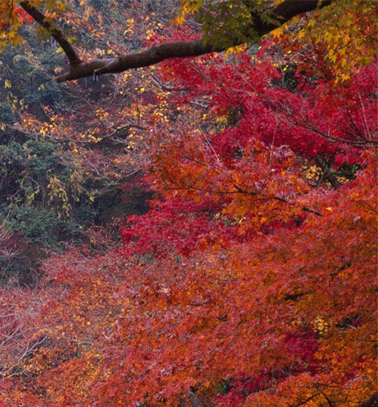 达令家和粉象生活