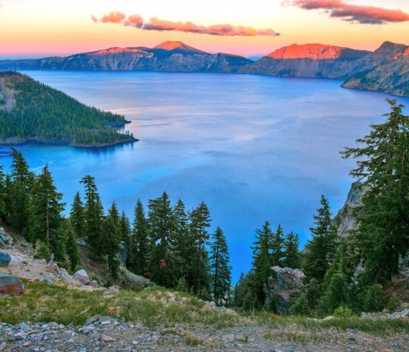 鲸鱼和粉象生活