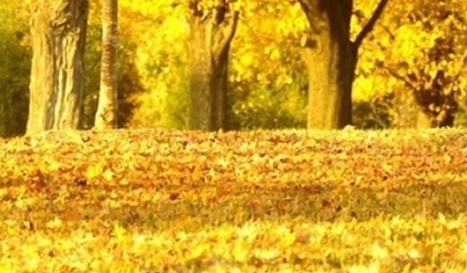 大白鱼生活在哪里