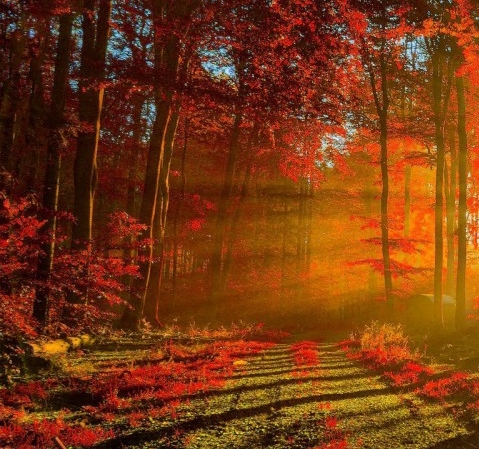 粉象生活下载app