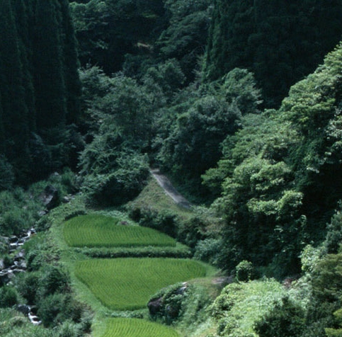 真实粉象生活