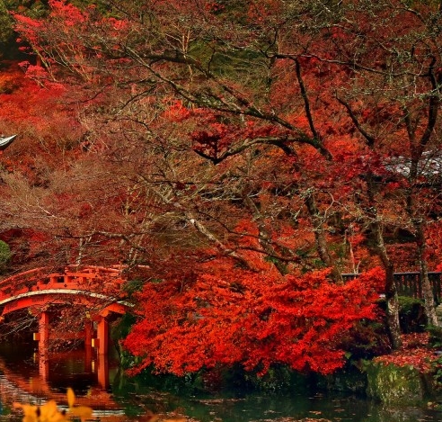 粉象生活在哪打卡