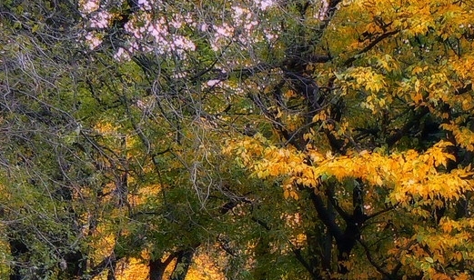 粉象生活需要手机号注册