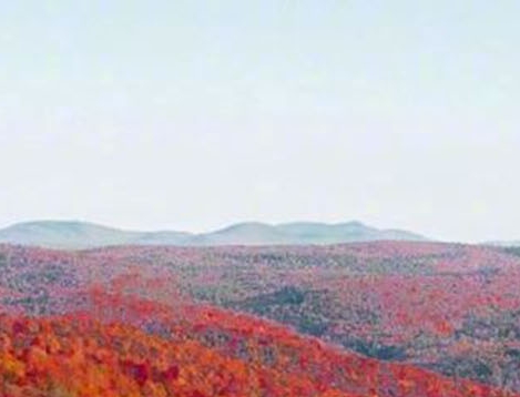 粉象生活有多少个佣金