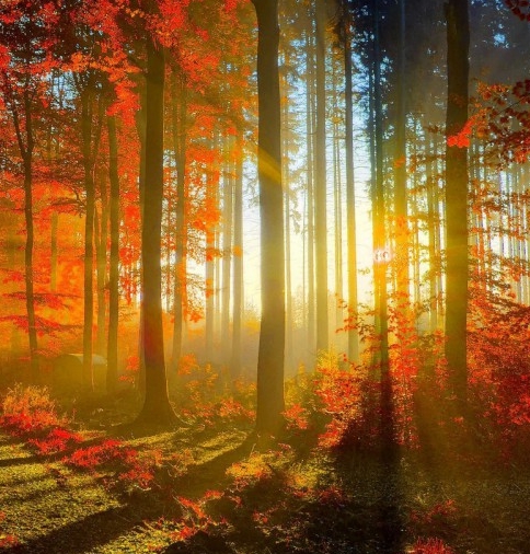 粉象生活赚钱是真的假的