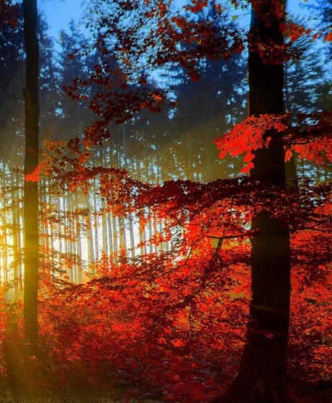 菏泽粉象生活代理靠谱吗