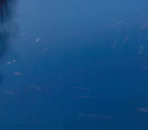 粉象生活是什么?