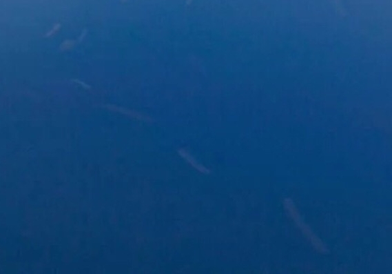 粉象生活的广告有哪些