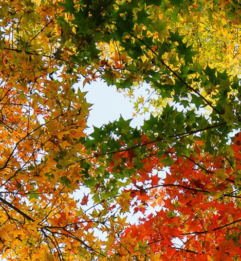 我下载了粉象生活有什么损失吗