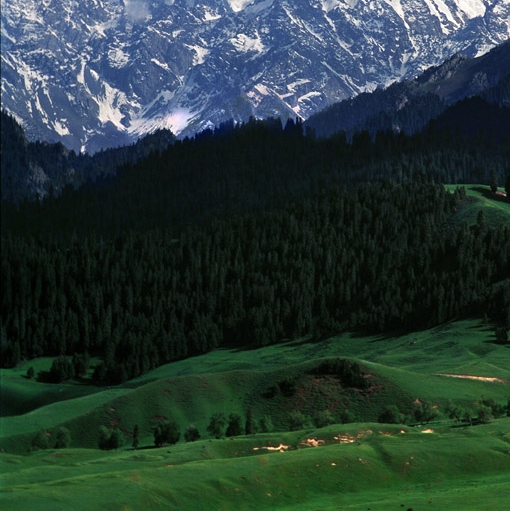 粉象生活是干嘛的