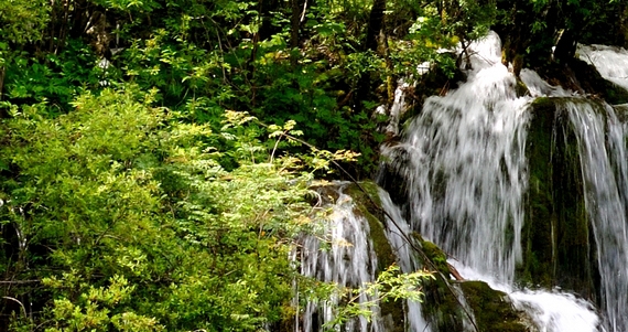 芋头生活在水里吗