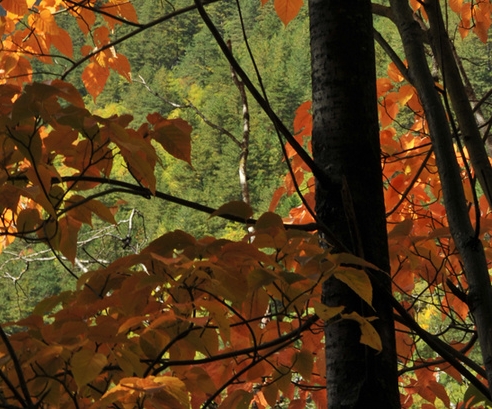 关娱日记好看视频