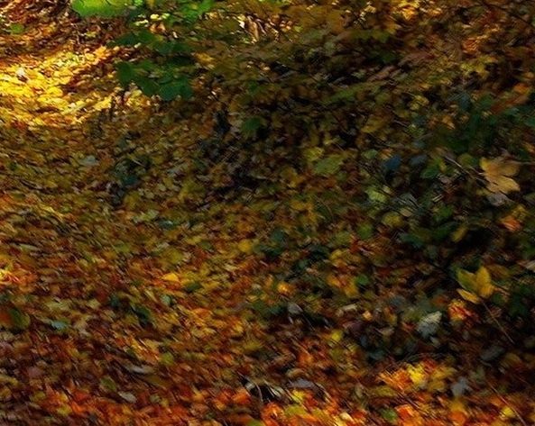 粉象生活骗局传销