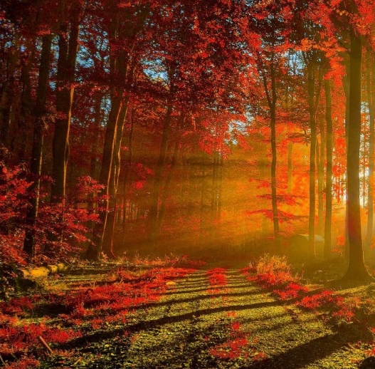 粉象生活怎么赚钱的