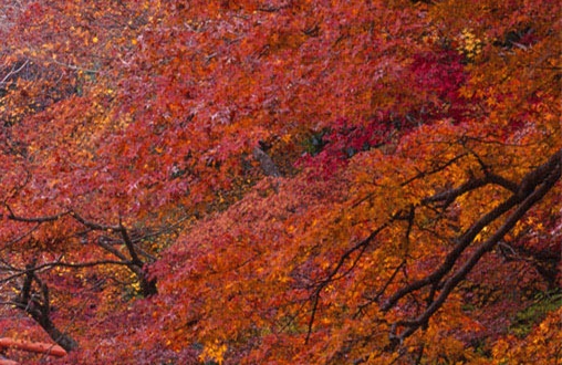 粉象生活主要介绍的什么
