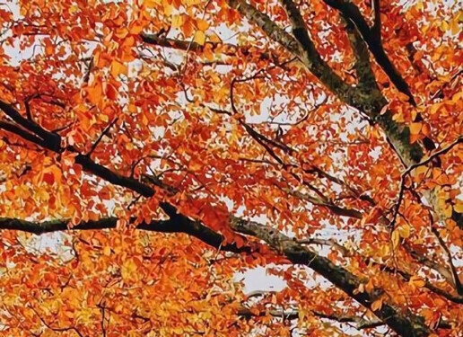 粉象生活真实收入