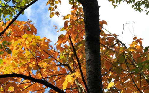 粉象生活佣金模式