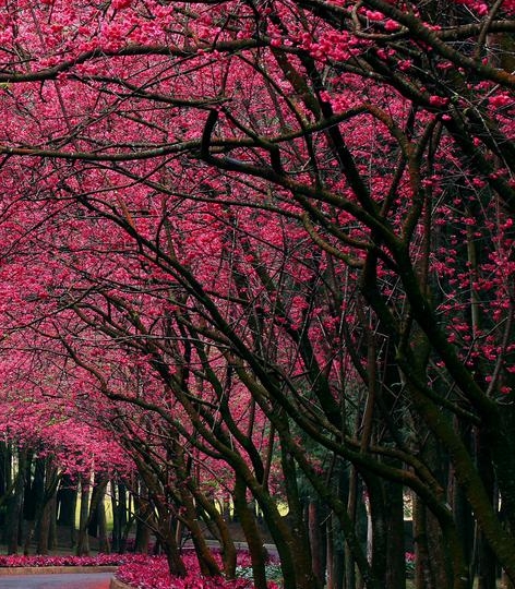 粉象生活下载并安装