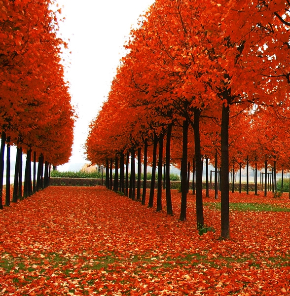 粉象生活下载app