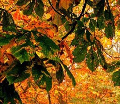 粉象生活一个粉丝多少收益