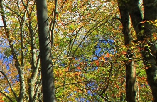 达令猫手作意面