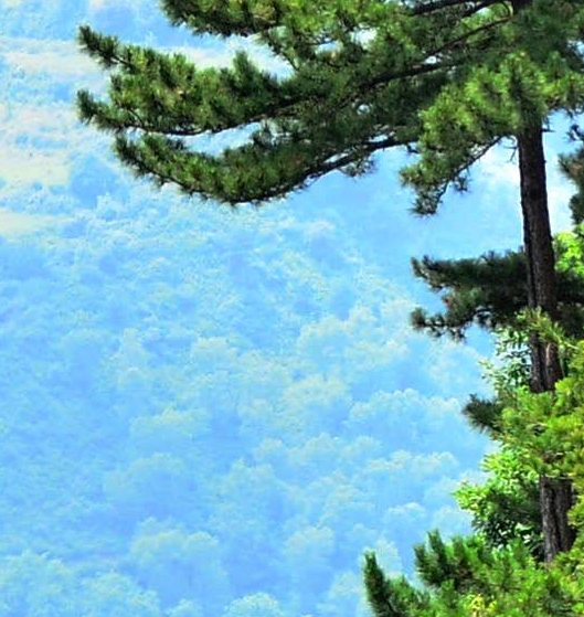 粉象生活招商平台