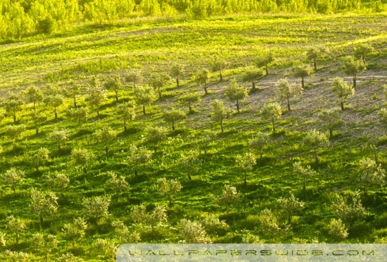 粉象生活下载app