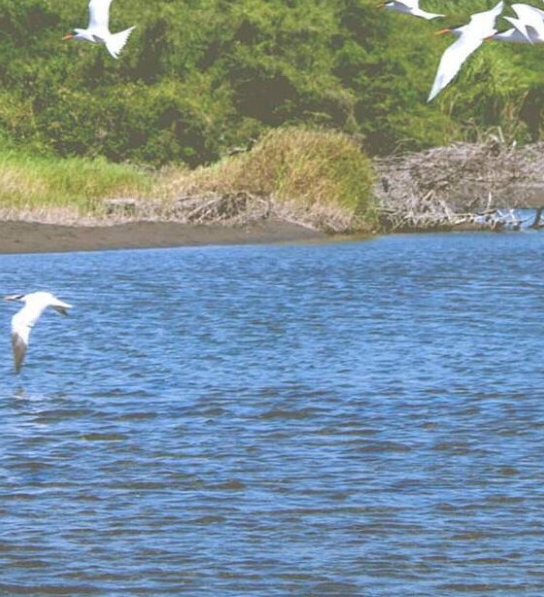 苹果手机好多软件不能下载