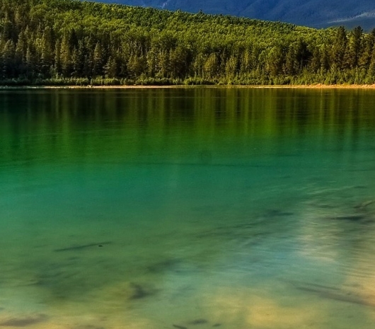 高端粉象生活软件