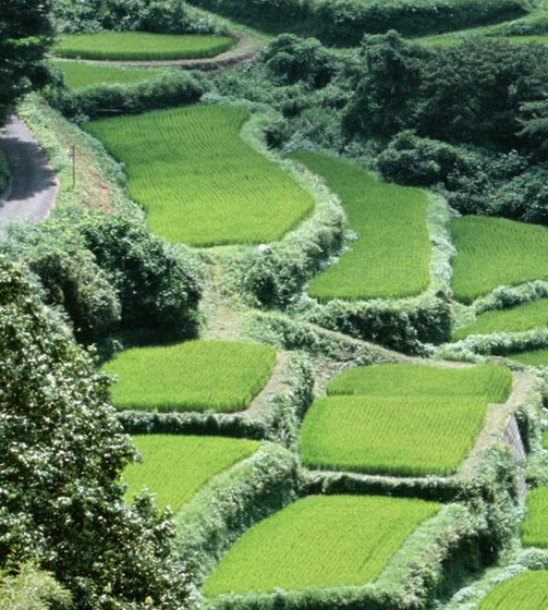 粉象生活怎么注册团队会员
