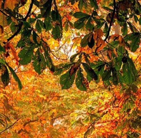 粉象生活是什么?