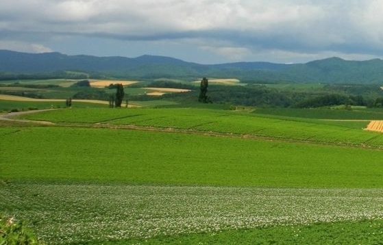 粉象生活分销有什么要求