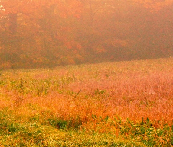 粉象生活的开发者粉象生活