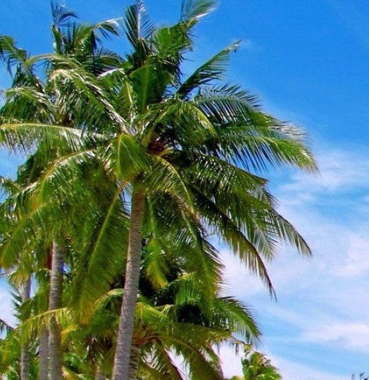 粉象生活怎么赚钱的