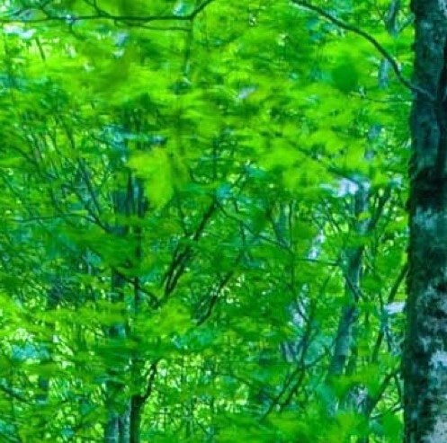 粉象生活最新佣金