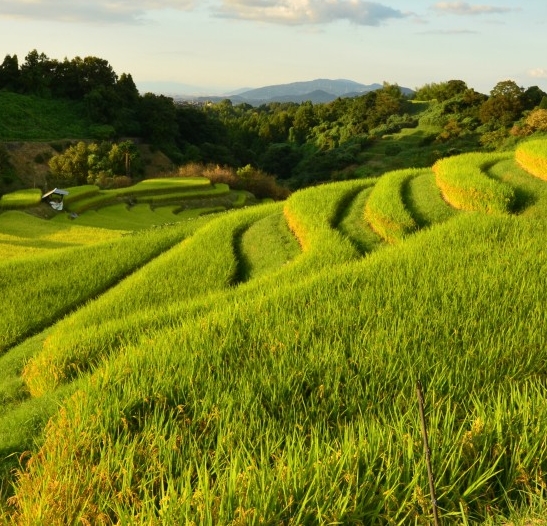 粉象生活真实收入