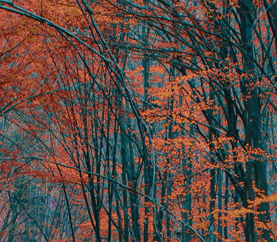 广州粉象生活能拿几代佣金